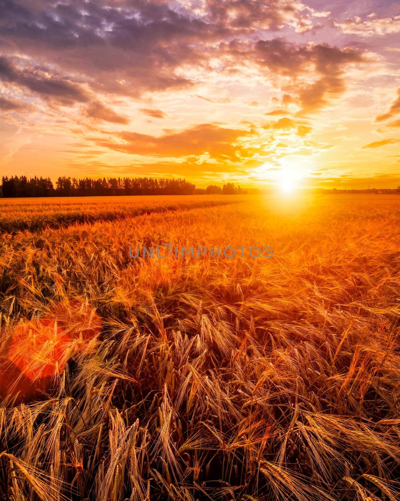 Sunset or sunrise on a rye field with golden ears and a dramatic cloudy sky.