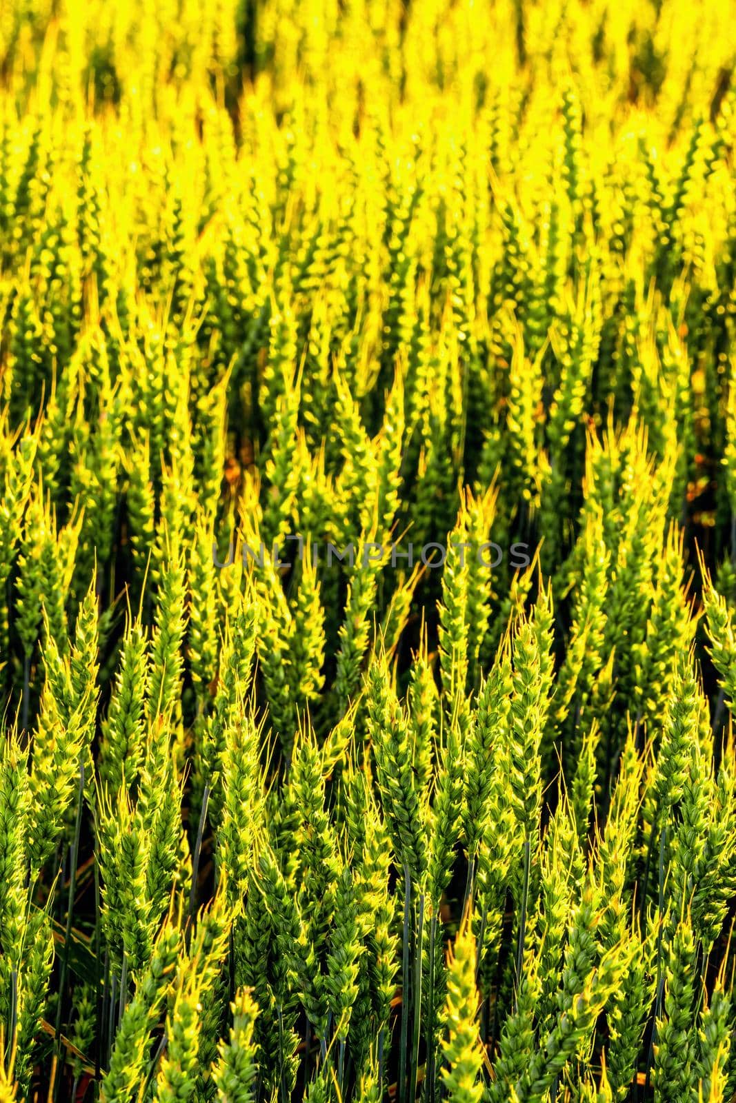 Green ears of young wheat lit by the evening rays of the sun. Close-up.