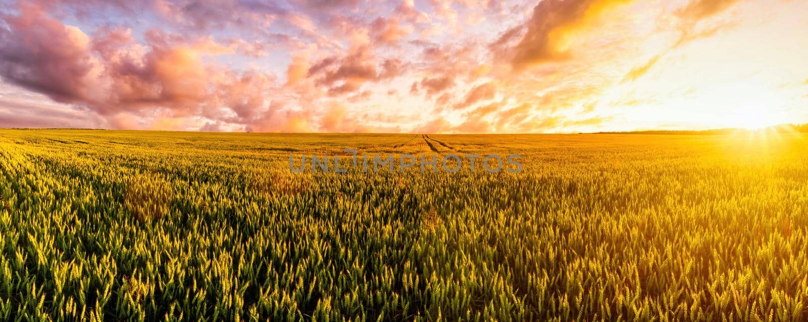 Sunset or sunrise on a wheat field with young green ears and a dramatic cloudy sky. 