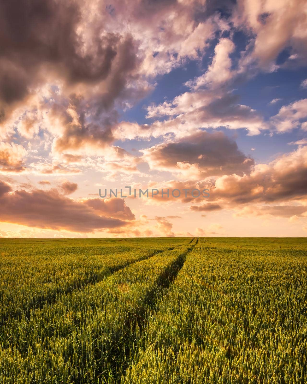 Sunset or sunrise on a wheat field with young green ears and a dramatic cloudy sky. 