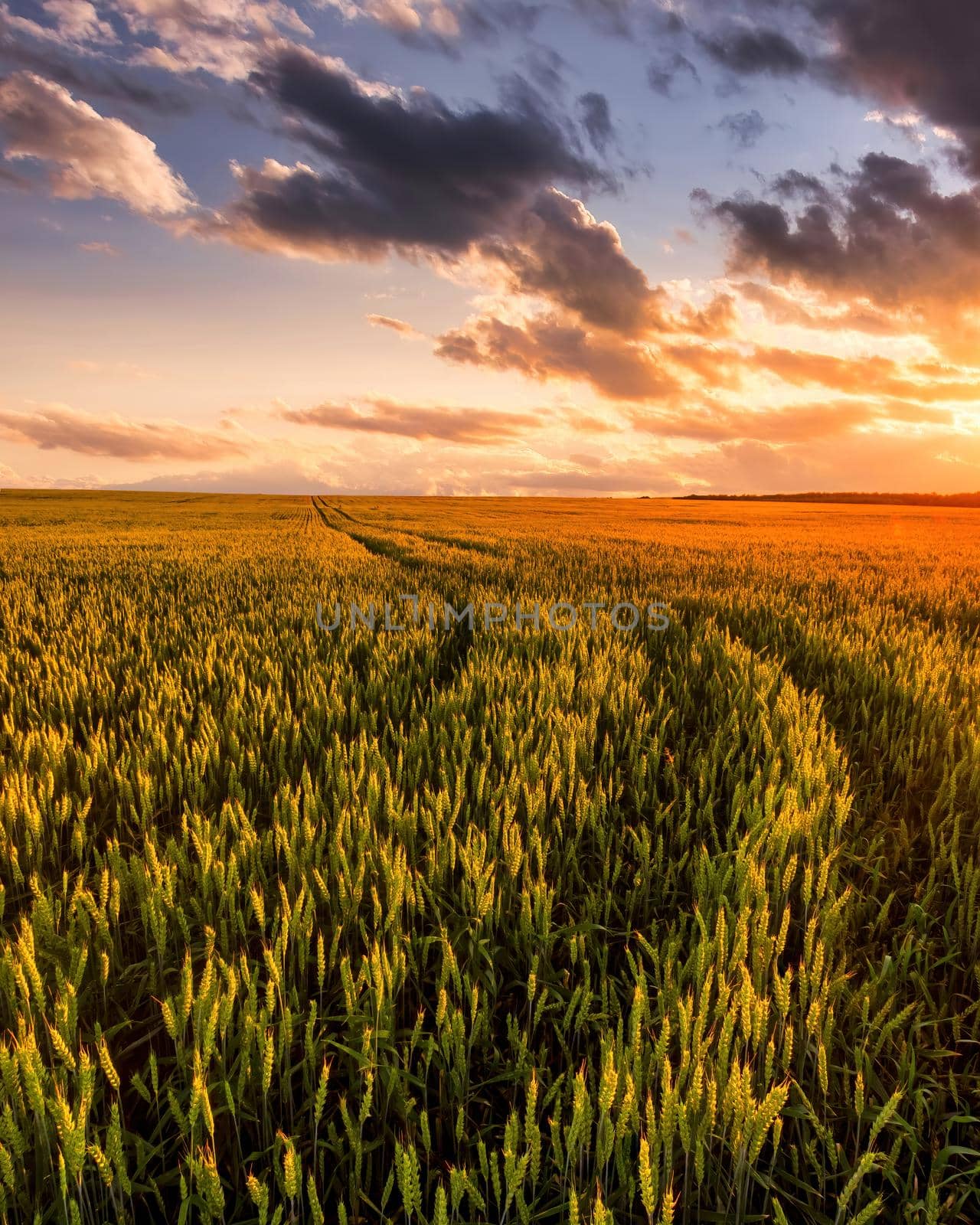 Sunset or sunrise on a wheat field with young green ears and a dramatic cloudy sky. 