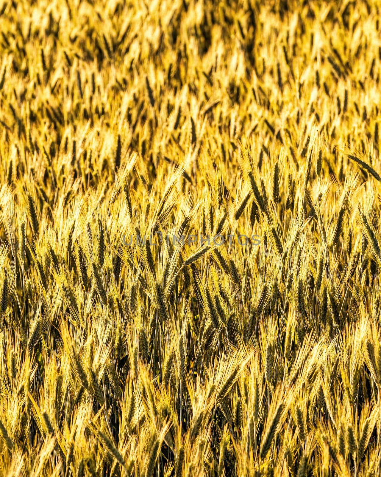 Golden ears of young rye lit by the evening rays of the sun. The concept of agriculture and cultivation of cereals. Close-up.