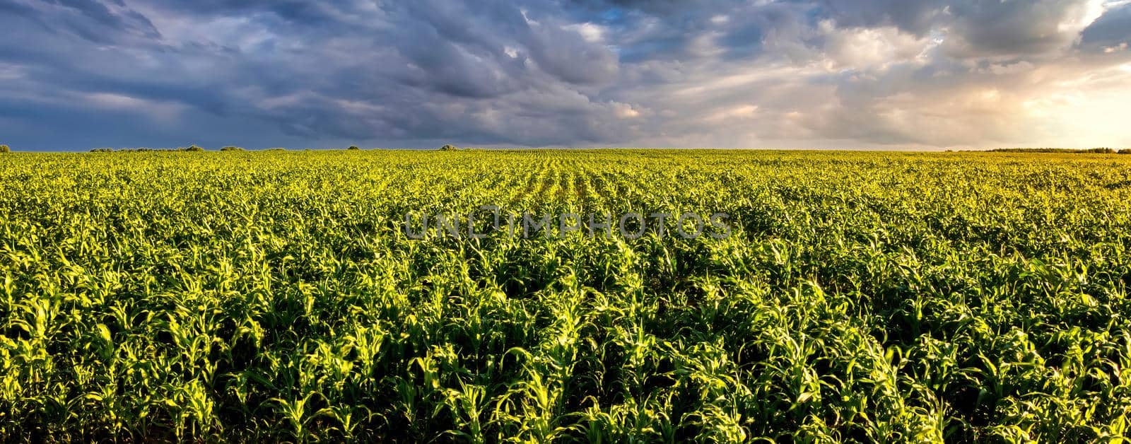 Agricultural field with young green corn on a sunny evening with dramatic cloudy sky. Country landscape.