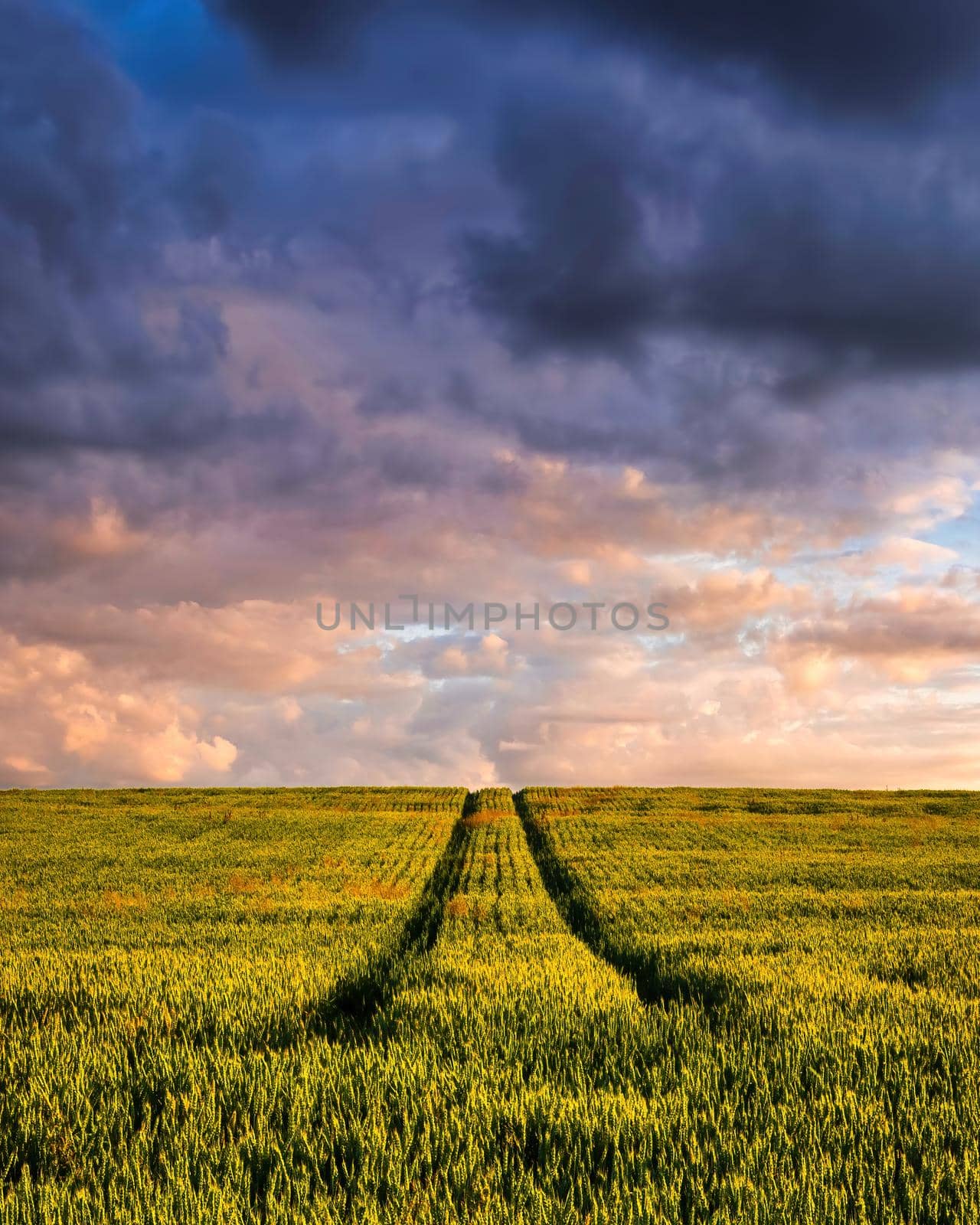 Field with young green wheat in the summer sunny day with a cloudy sky background. Overcast weather. Landscape.