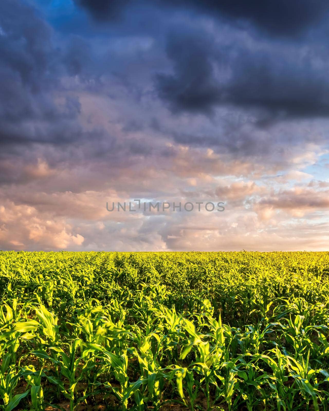 Agricultural field with young green corn on a sunny evening with dramatic cloudy sky. Country landscape.
