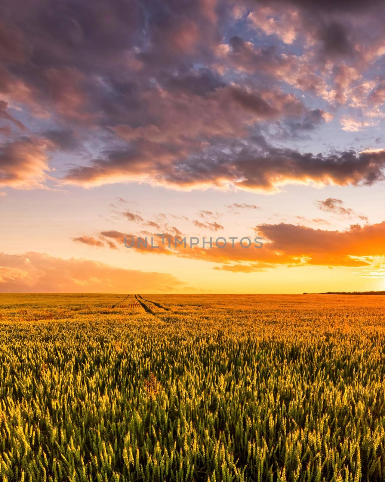 Sunset or sunrise on a wheat field with young green ears and a dramatic cloudy sky. 