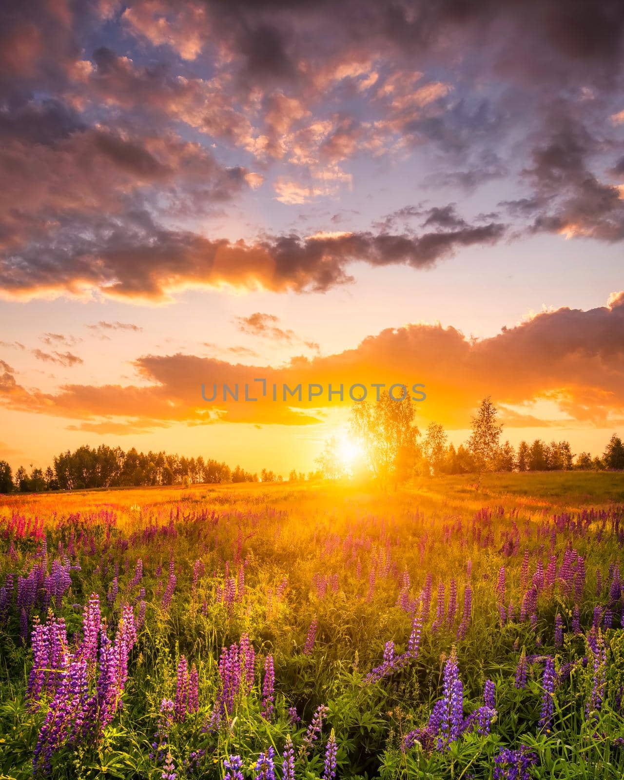 Sunset or sunrise on a hill with purple wild lupines and wildflowers, young birches and cloudy sky in summer.