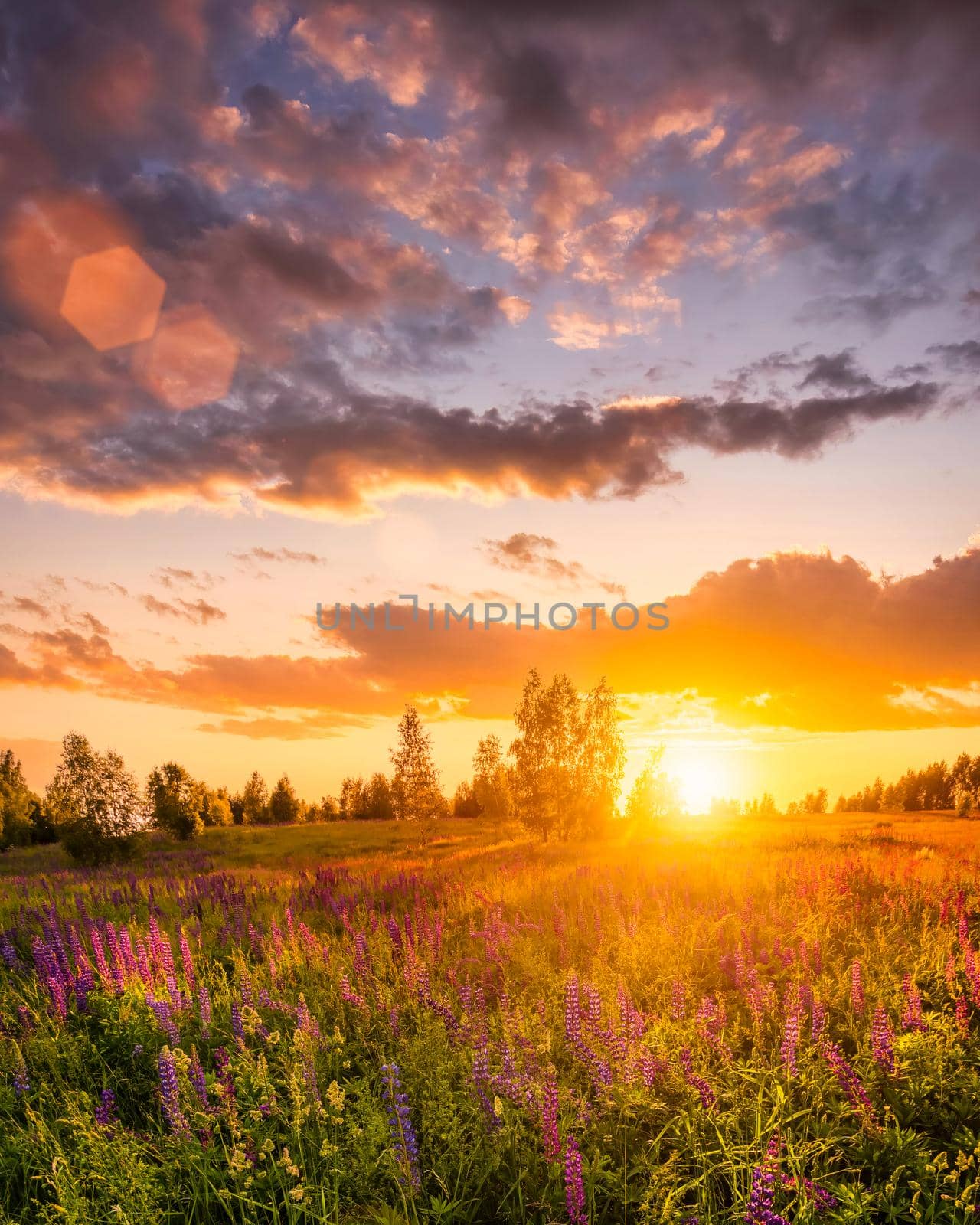 Sunset or sunrise on a hill with purple wild lupines and wildflowers, young birches and cloudy sky in summer.