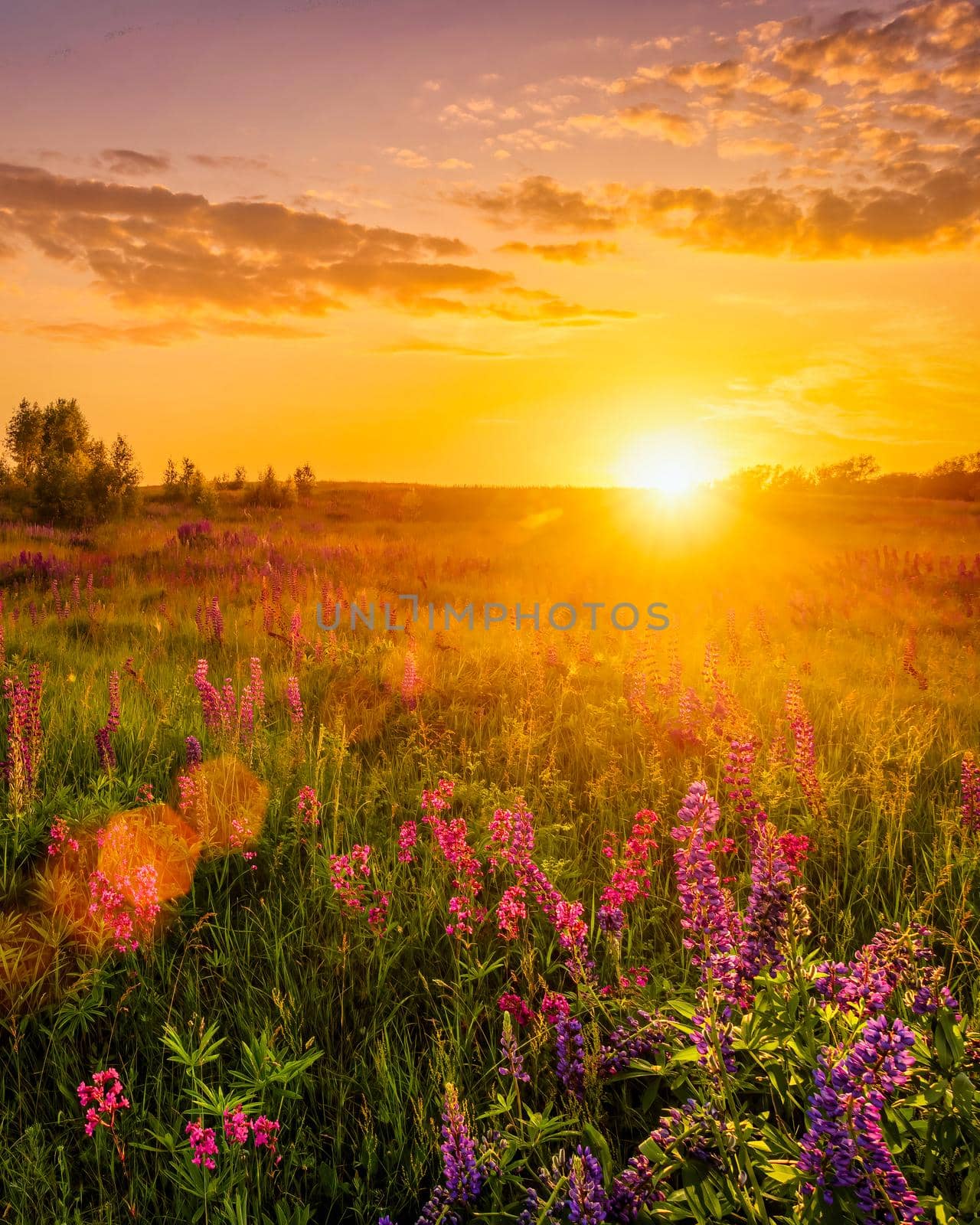 Sunset or sunrise on a hill with purple wild lupines and wildflowers, young birches and cloudy sky in summer.