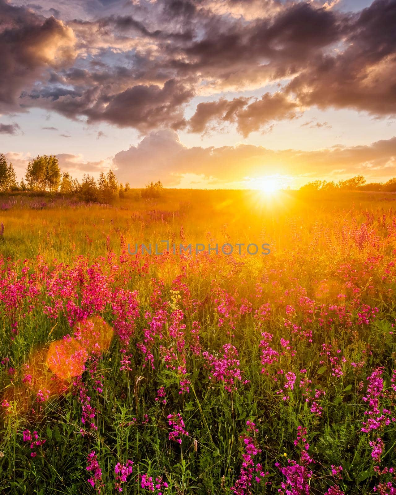 Sunset or sunrise on a hill with purple wild carnations, young birches and cloudy sky in summer.