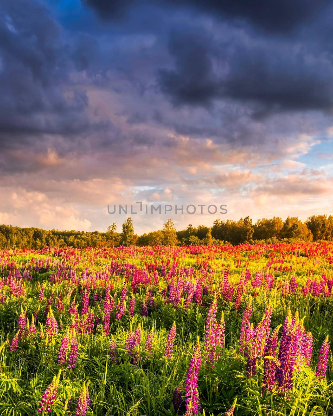 Sunset or sunrise on a field with purple wild lupines and cloudy sky in summer.