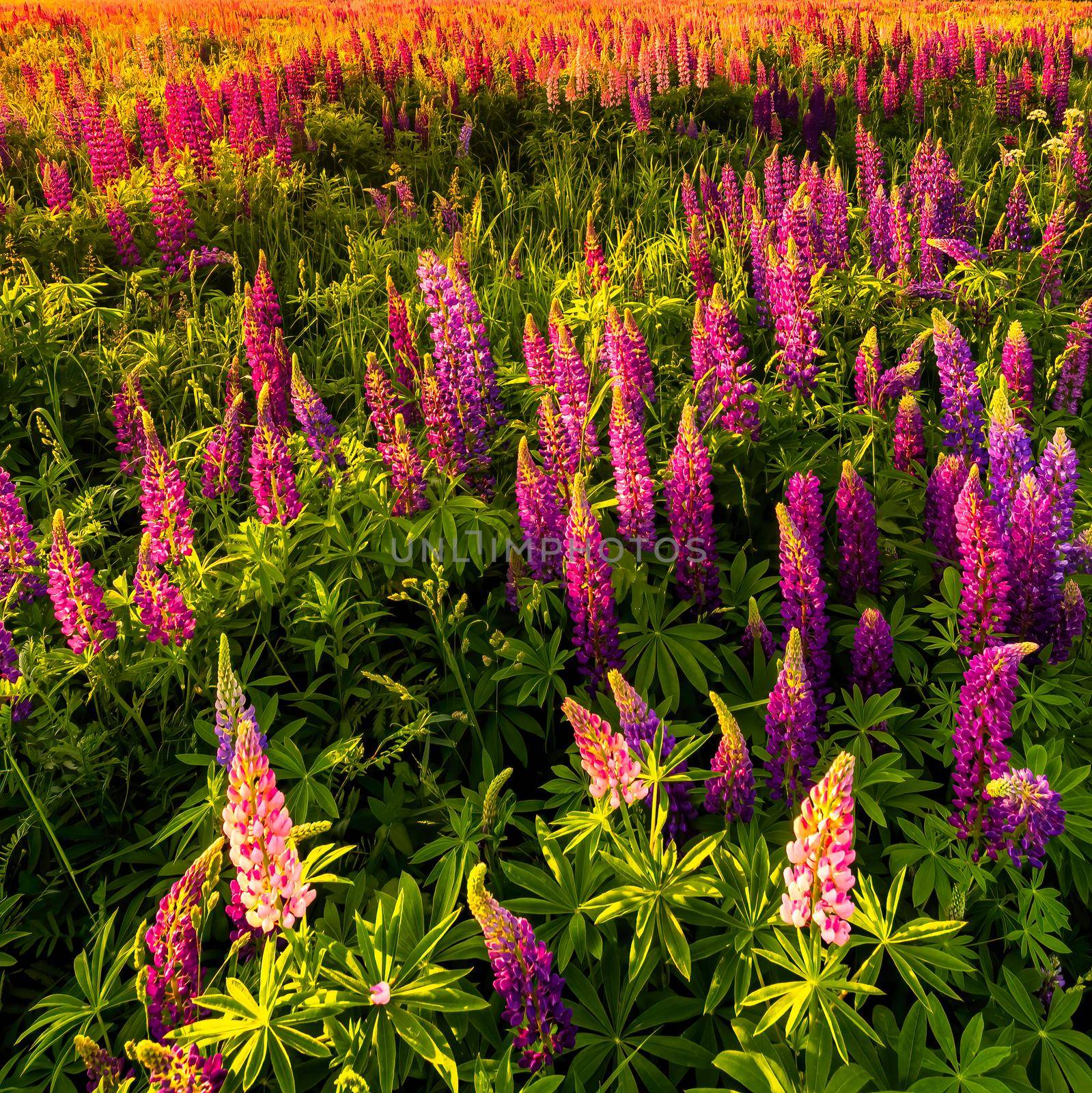 Purple lupins on a field at sunset or sunrise in summer.