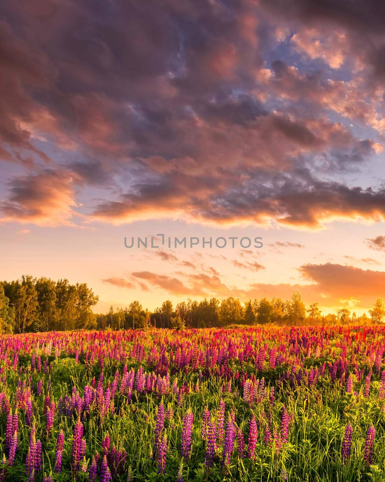 Sunset or sunrise on a field with purple wild lupines and cloudy sky in summer.