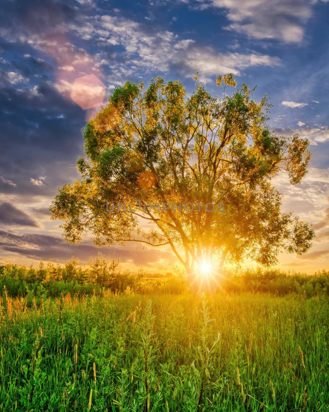 Beautiful sunset in a field with willows, sunbeams shining through them and cloudy sky background in summer. 