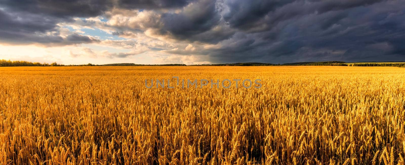 Field with young golden rye or wheat in the summer sunny day with a cloudy sky background. Overcast weather. Landscape.