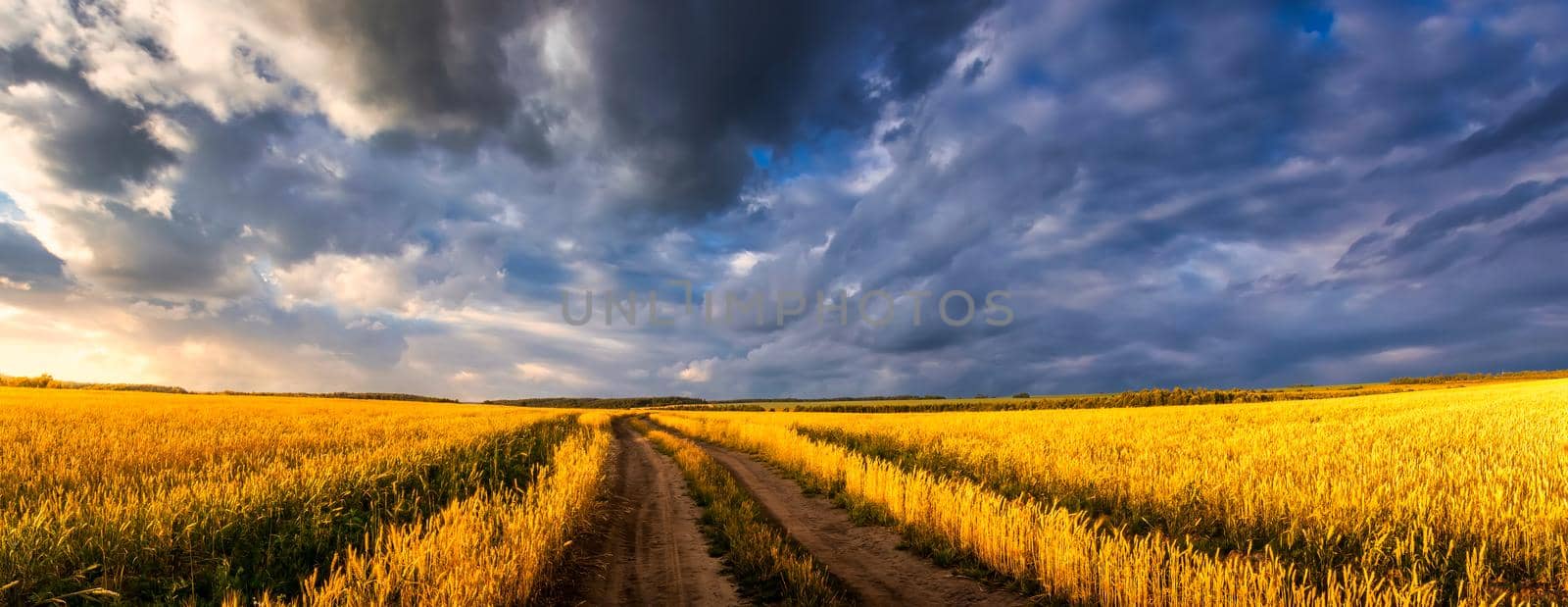 Field with young golden rye or wheat in the summer sunny day with a cloudy sky background. Overcast weather. Landscape.