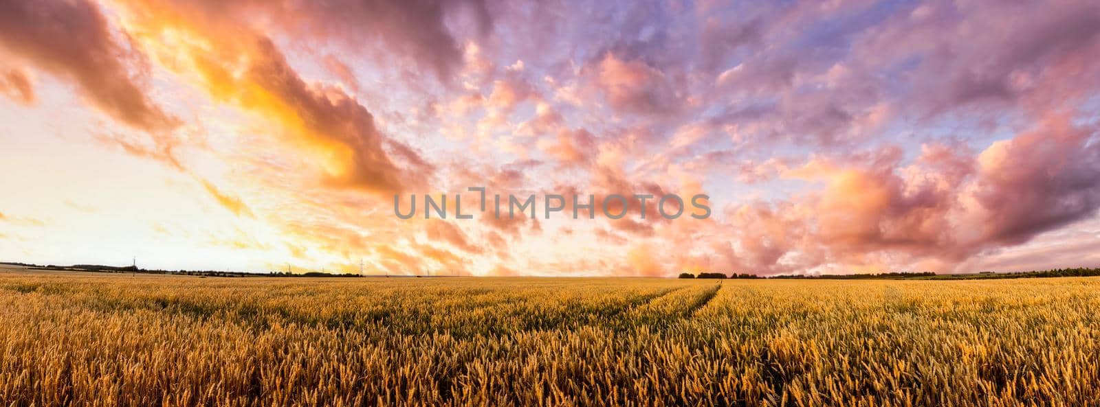 Scene of twilight on the field with young rye or wheat in the summer with a cloudy sky background. Overcast weather. Landscape.