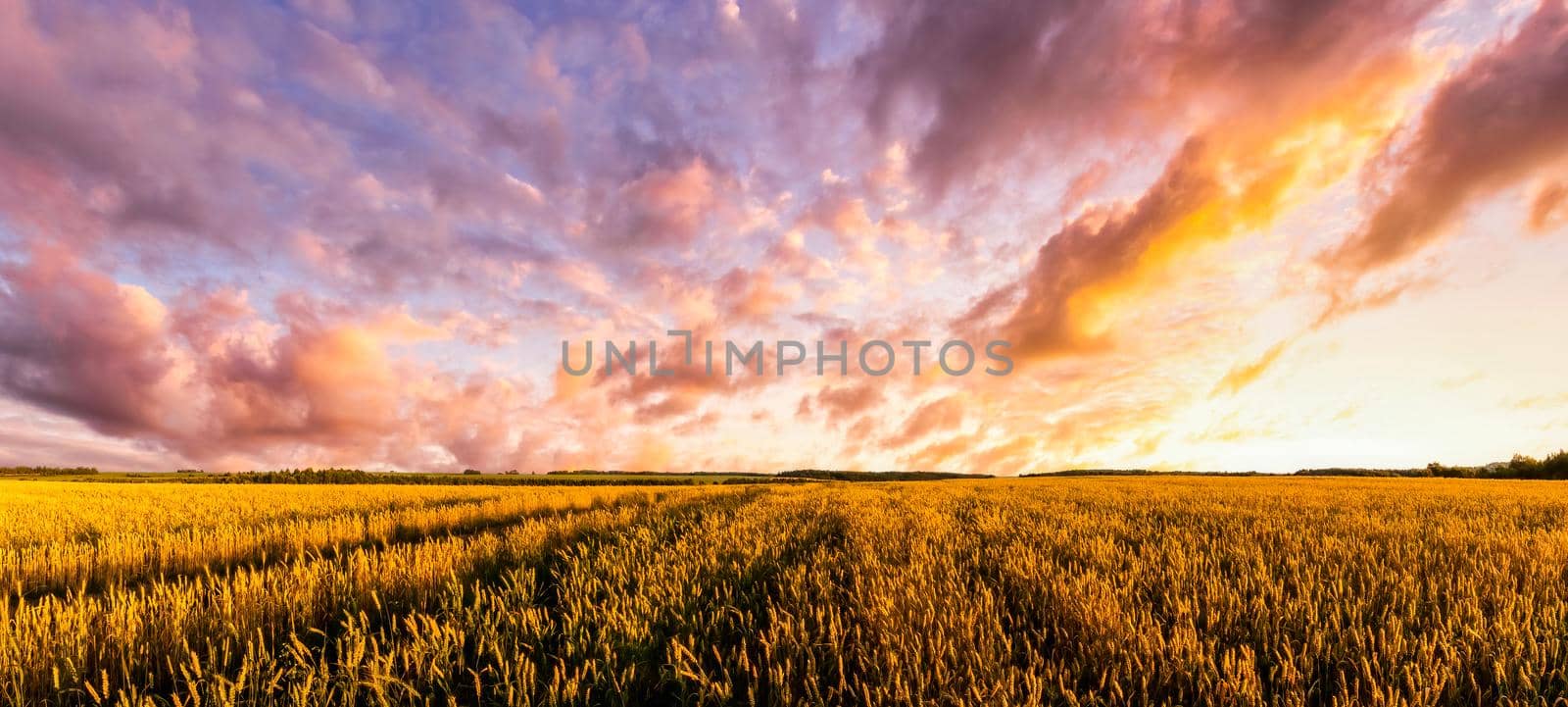 Sunset on the field with young rye or wheat in the summer with a cloudy sky background. Landscape.