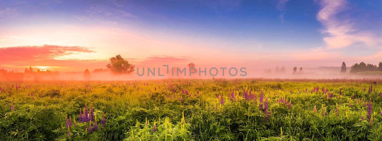 Twilight on a field covered with flowering lupines in spring or early summer season with fog and cloudy sky. by Eugene_Yemelyanov