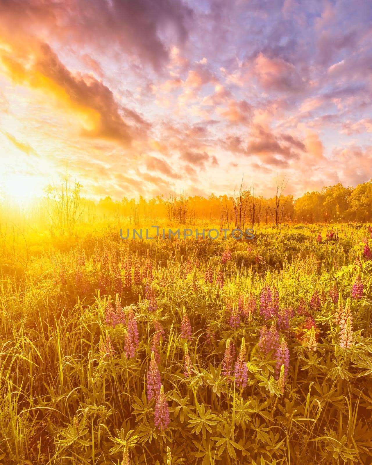 Sunrise on a field covered with flowering lupines in spring or early summer season with fog and cloudy sky in morning. 