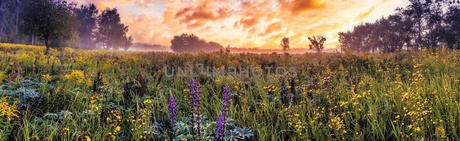 Twilight on a field covered with wild flowers in a summer with fog and trees on a background in morning.  Panorama. by Eugene_Yemelyanov