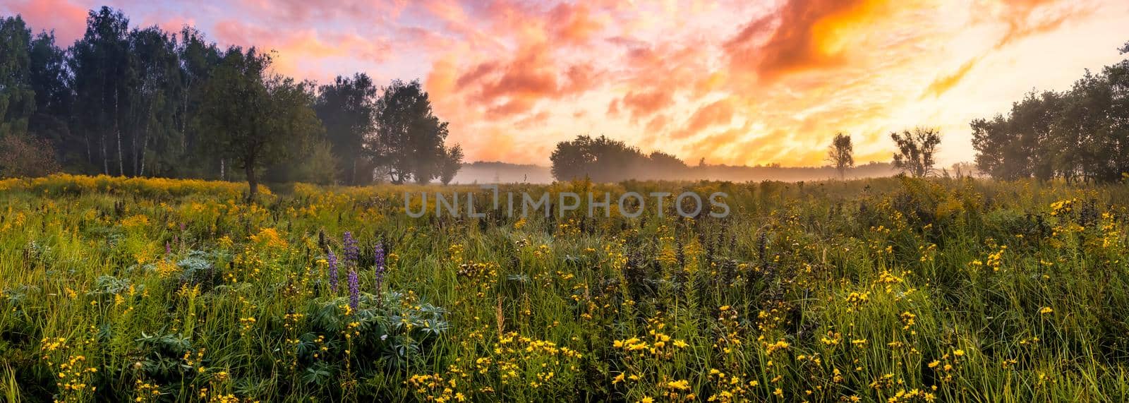 Twilight on a field covered with wild flowers in a summer season with fog and trees on a background in morning.  by Eugene_Yemelyanov