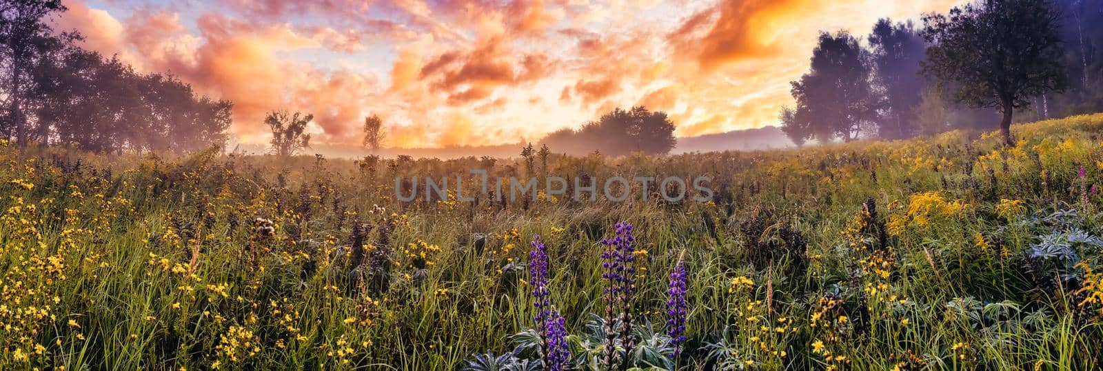 Twilight on a field covered with wild flowers in a summer with fog and trees on a background in morning.  Panorama. by Eugene_Yemelyanov
