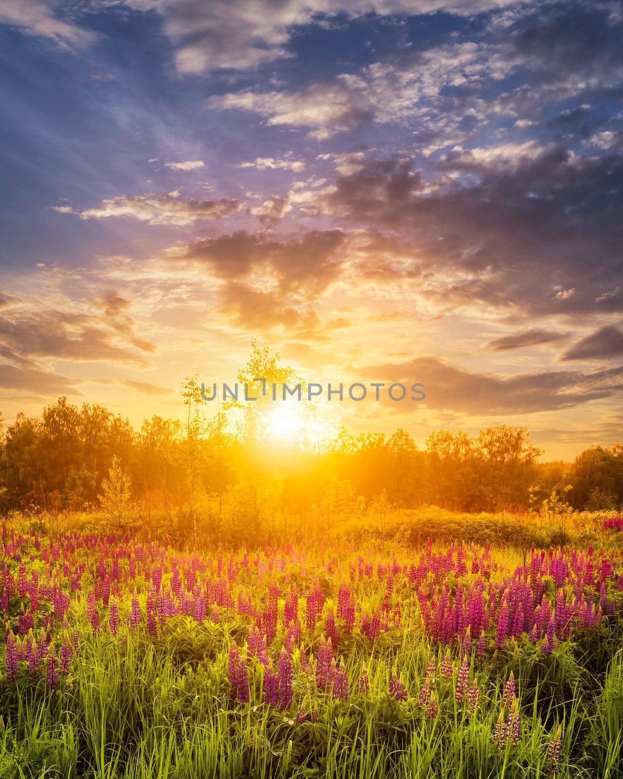 Sunset or sunrise on a field covered with flowering lupines in spring or early summer season with fog and cloudy sky. 