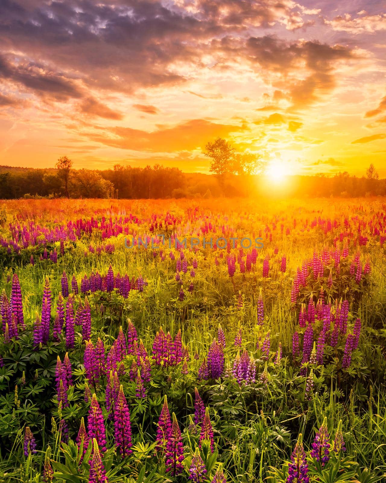 Sunset or sunrise on a field covered with flowering lupines in spring or early summer season with fog and cloudy sky. 