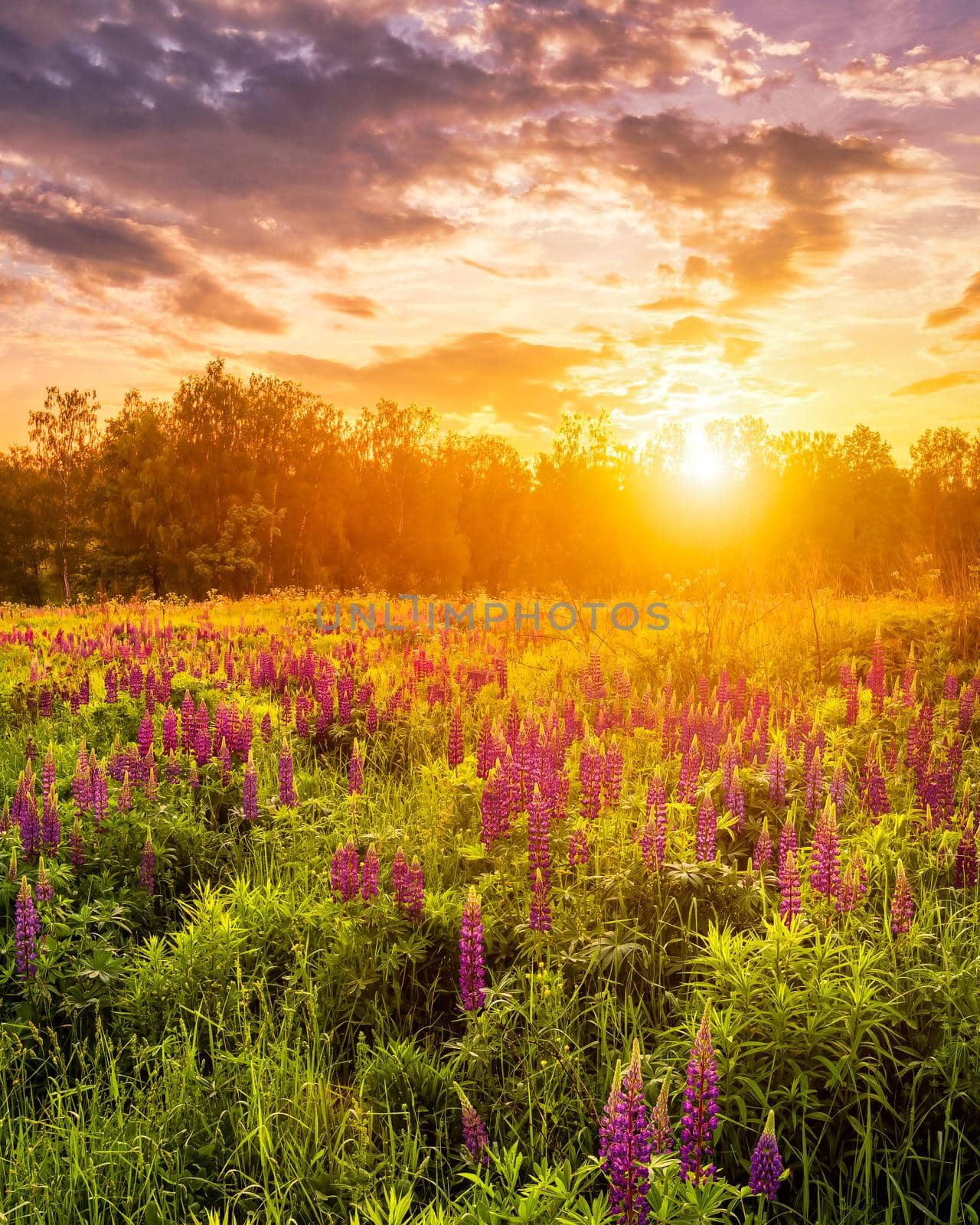 Sunset or sunrise on a field covered with flowering lupines in spring or early summer season with fog and cloudy sky. 