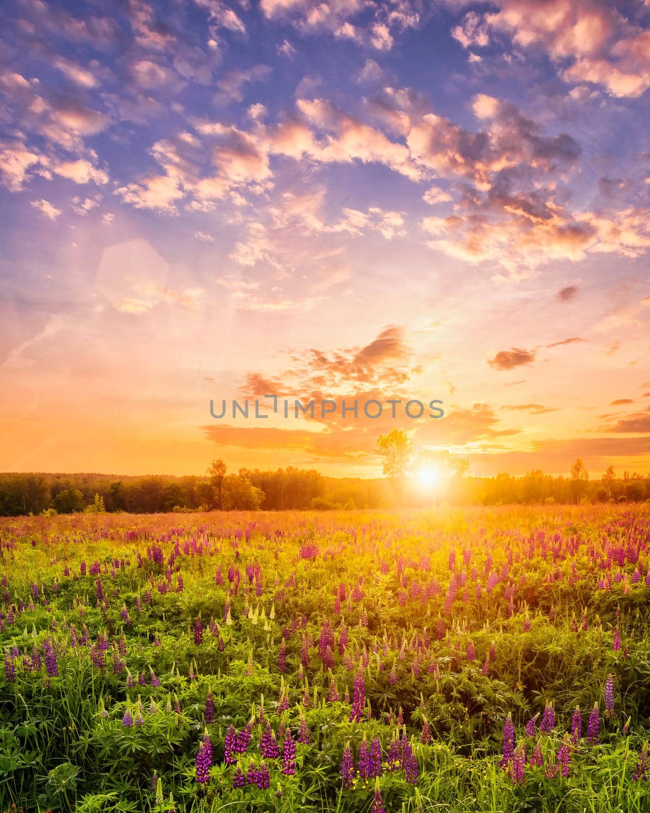 Sunset or sunrise on a field covered with flowering lupines in spring or early summer season with fog and cloudy sky. 