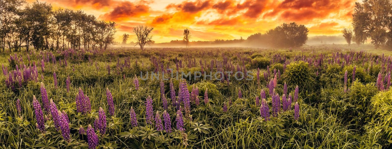 Sunrise on a field covered with flowering lupines in spring or early summer season with fog and cloudy sky. by Eugene_Yemelyanov