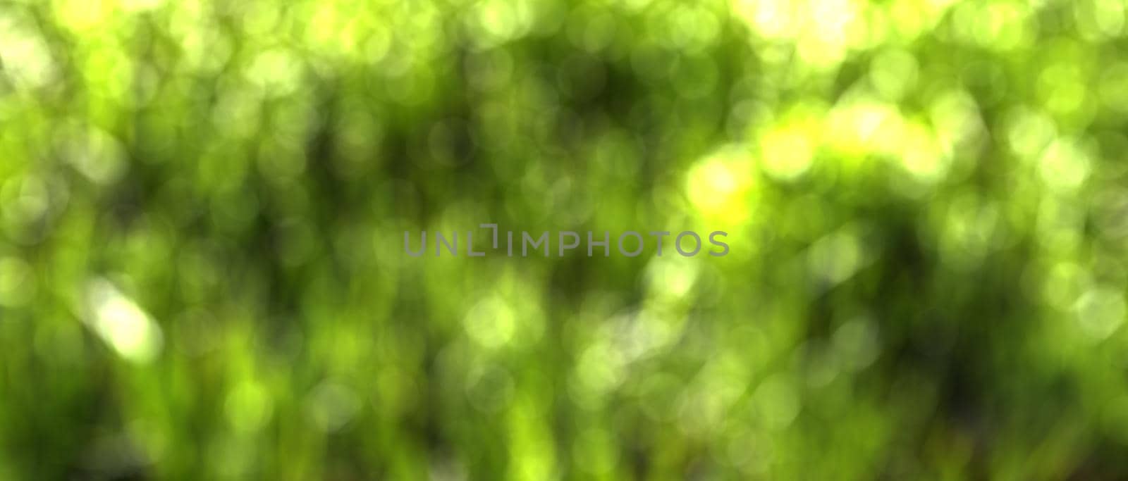 Blurred bokeh background image of bright green foliage in spring.  by Eugene_Yemelyanov