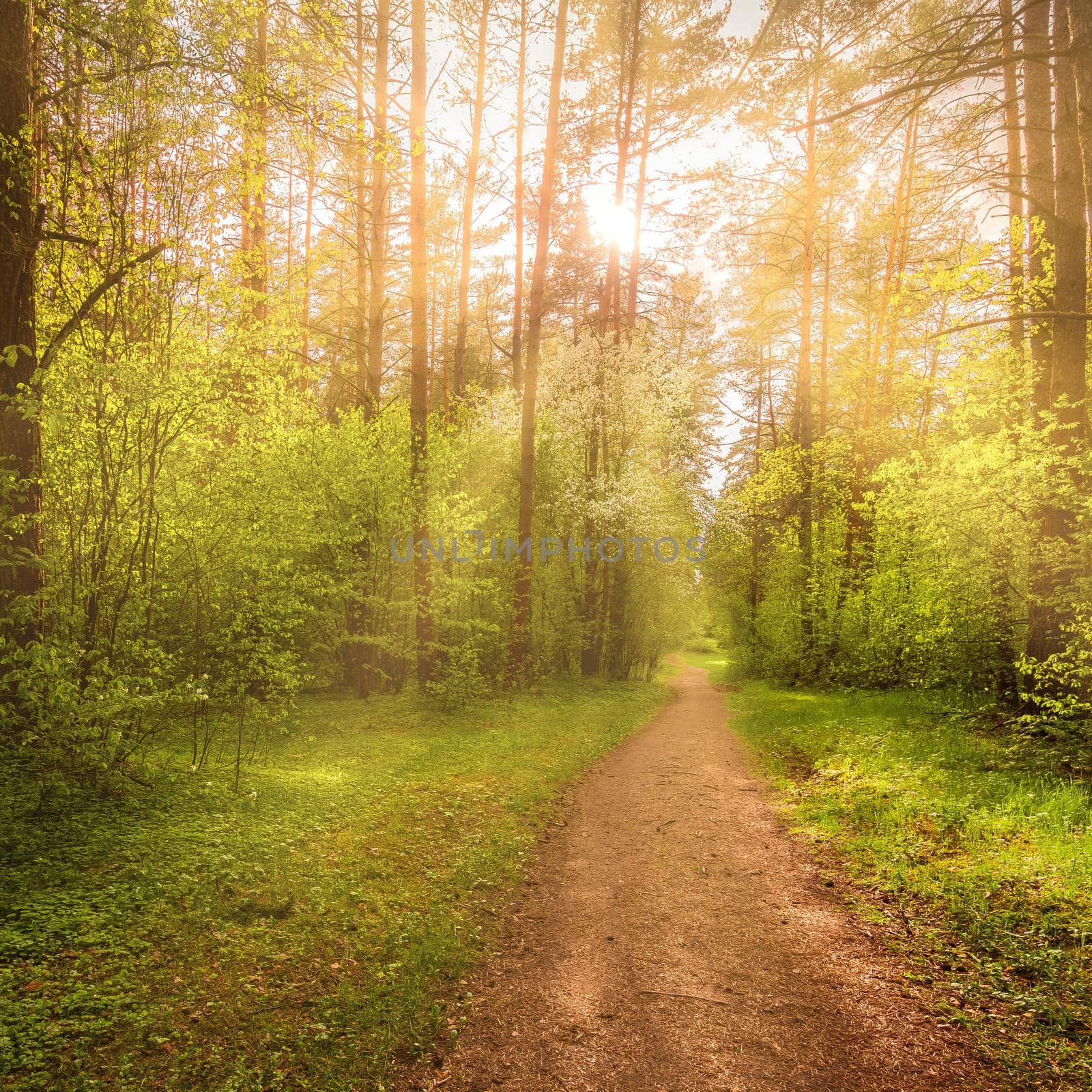 Sunbeams streaming through the pine trees and illuminating the young green foliage on the bushes in the pine forest in spring.