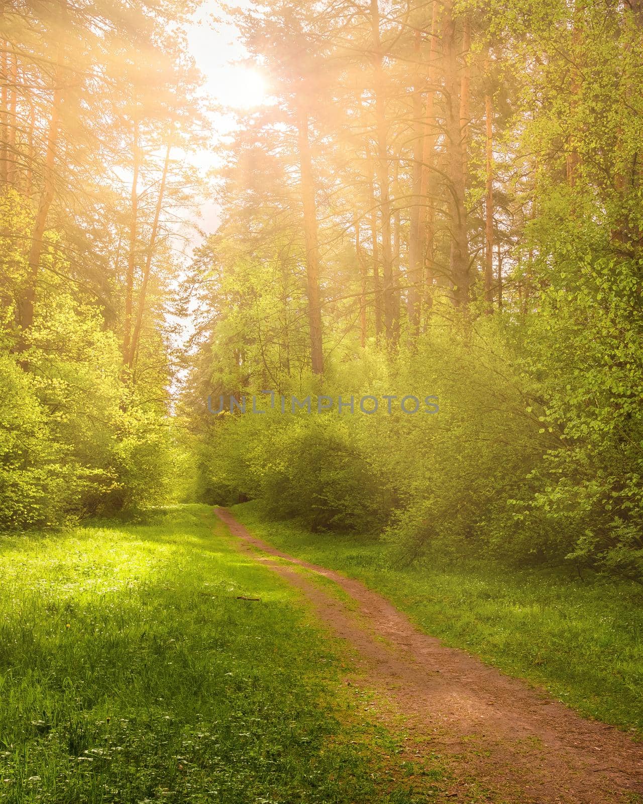 Sunbeams streaming through the pine trees and illuminating the young green foliage on the bushes in the pine forest in spring.