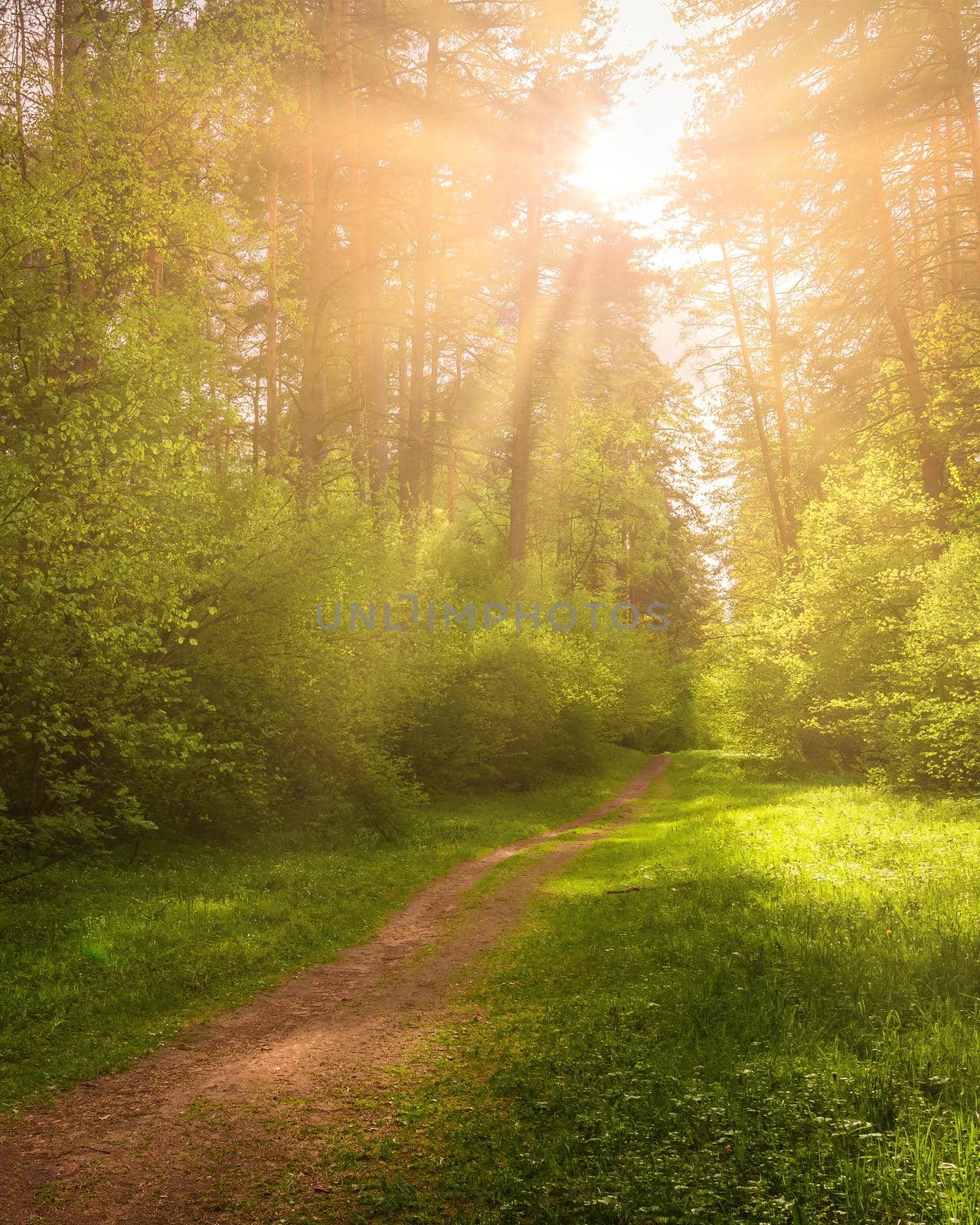 Sunbeams streaming through the pine trees and illuminating the young green foliage on the bushes in the pine forest in spring.