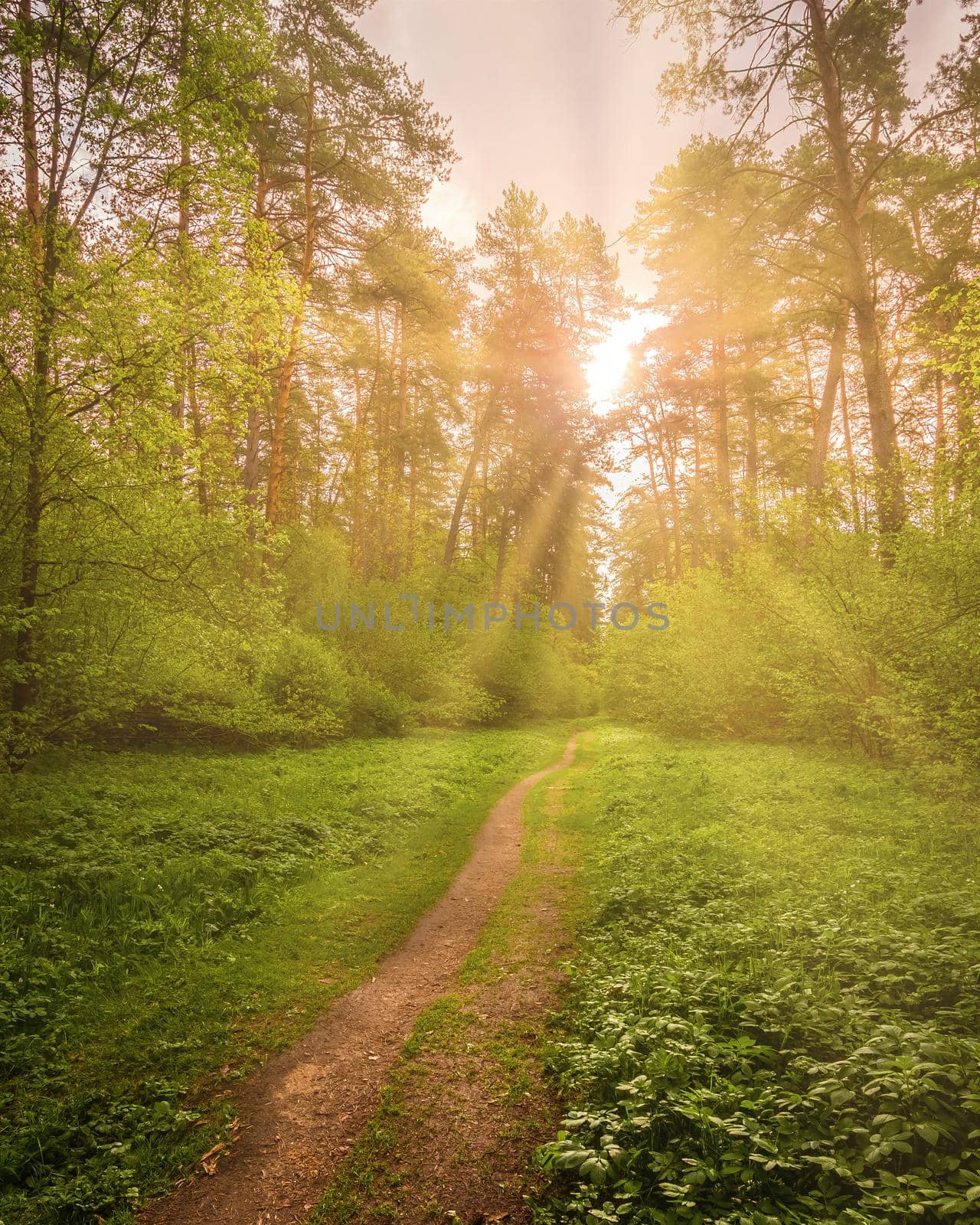 Sunbeams streaming through the pine trees and illuminating the young green foliage on the bushes in the pine forest in spring.