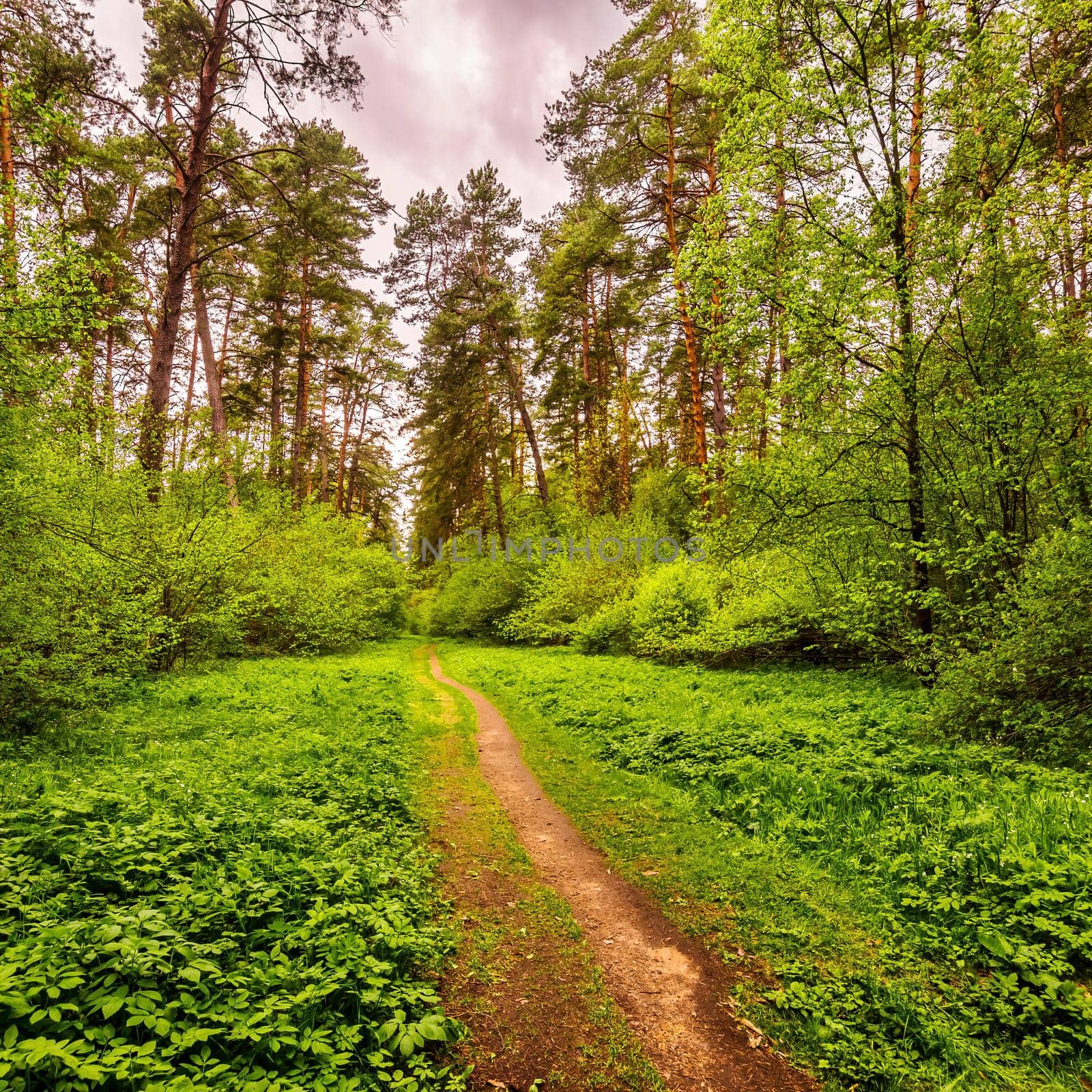 Spring pine forest in cloudy weather with bushes with young green foliage and a path that goes into the distance.