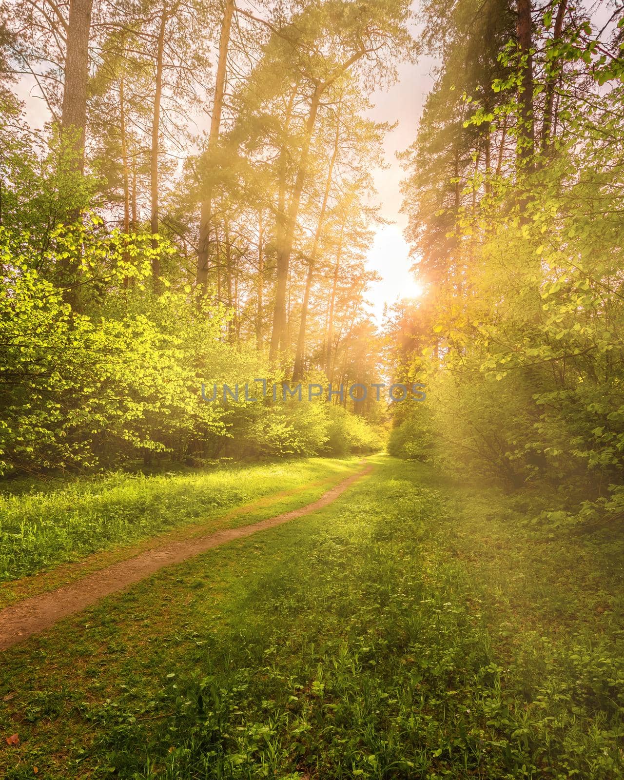 Sunbeams streaming through the pine trees and illuminating the young green foliage on the bushes in the pine forest in spring.