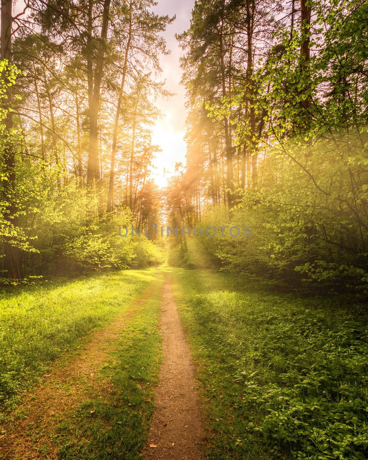 Sunbeams streaming through the pine trees and illuminating the young green foliage on the bushes in the pine forest in spring.