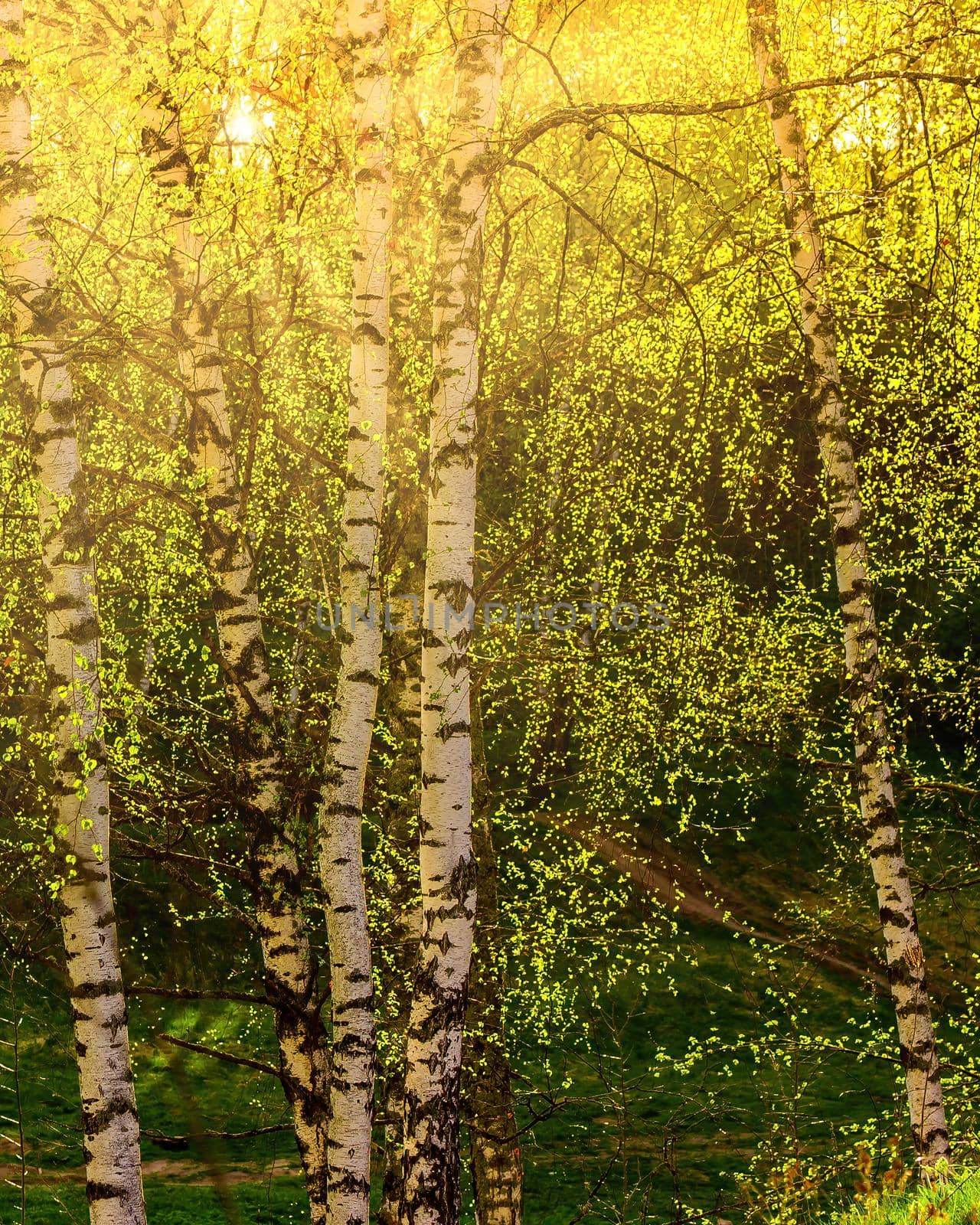 Sunrise or sunset in a spring birch grove with young green foliage and grass. Sun rays breaking through the birch trees.