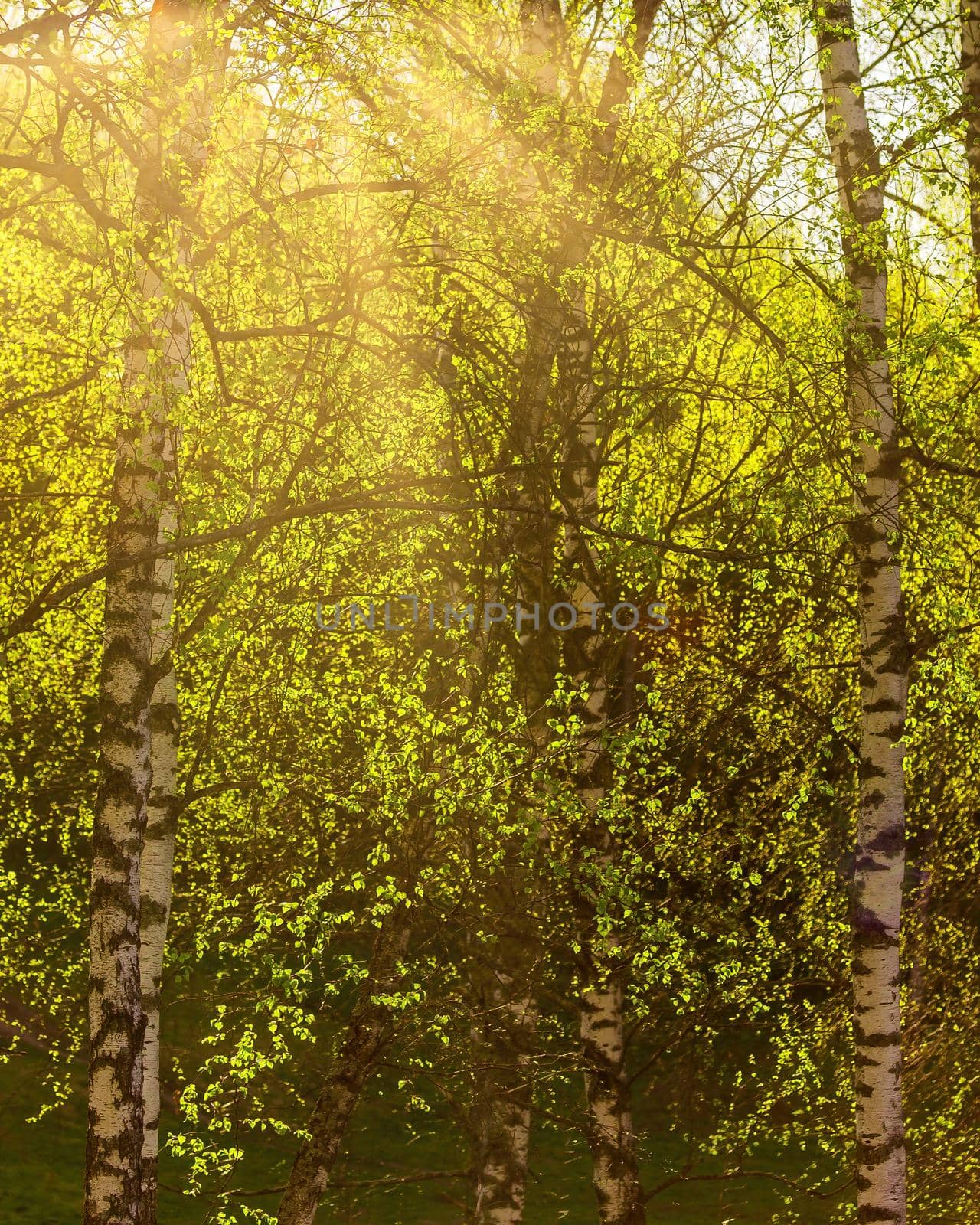 Sunrise or sunset in a spring birch grove with young green foliage and grass. Sun rays breaking through the birch trees.