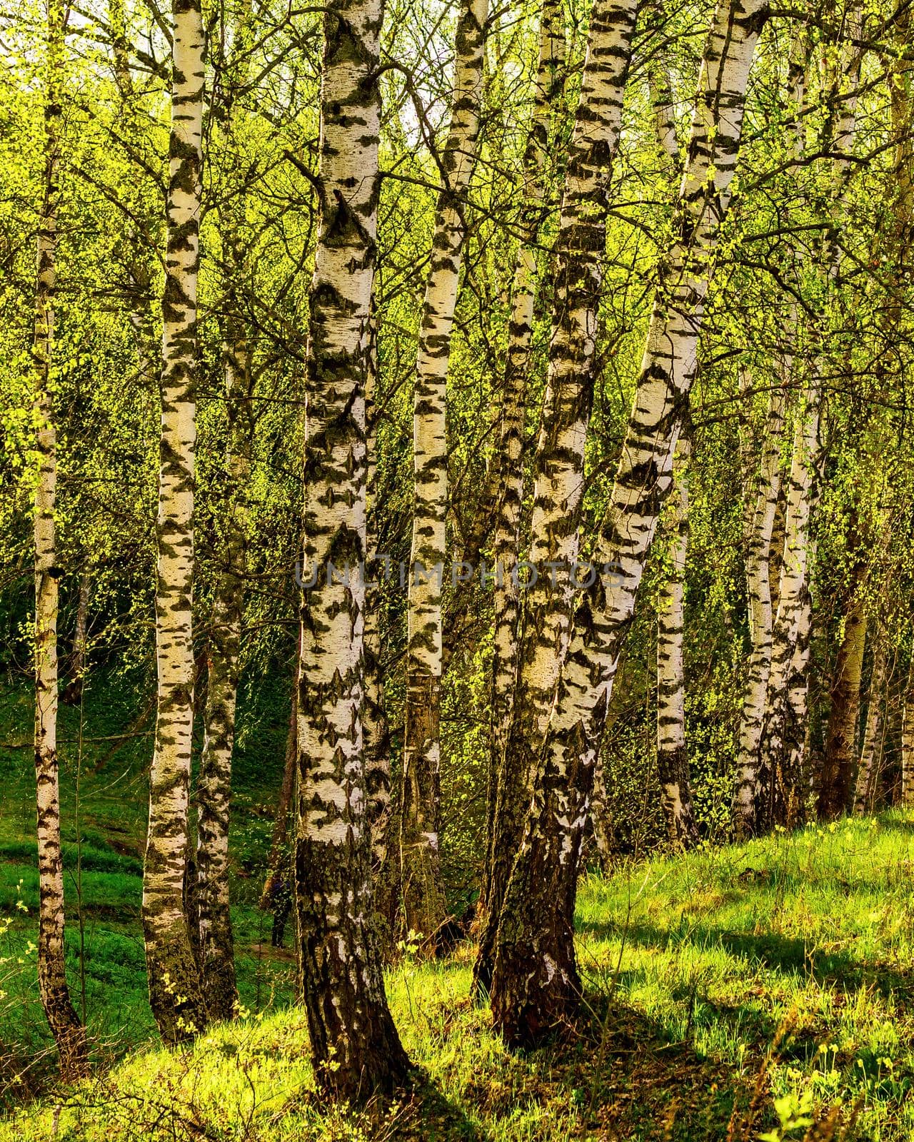 Spring birch forest with young green leaves glowing in the sun.