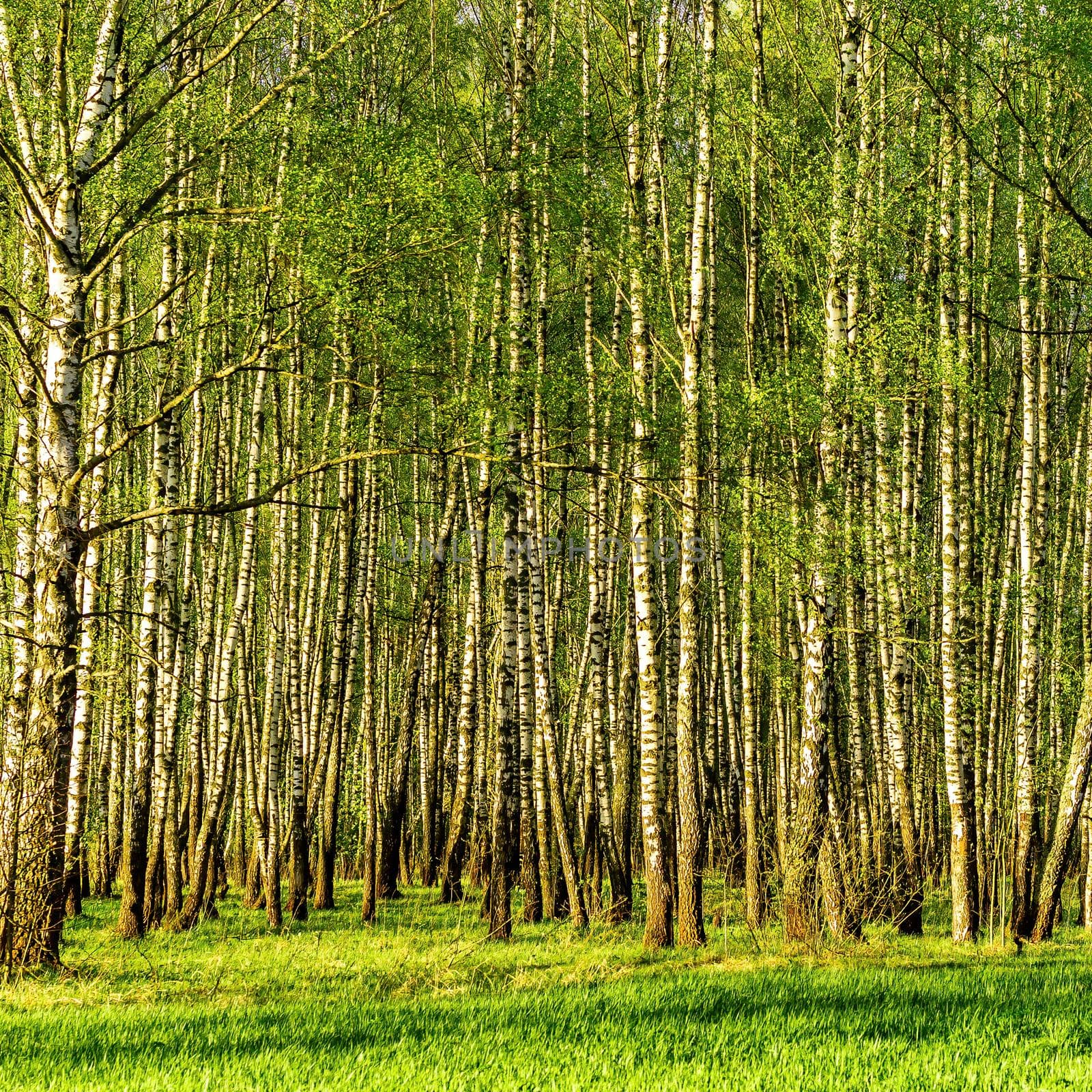 Spring birch forest with young green leaves glowing in the sun.