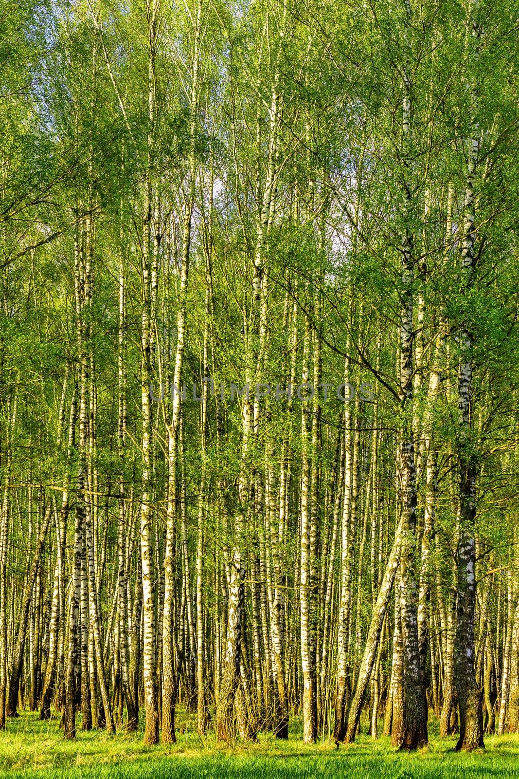 Spring birch forest with young green leaves glowing in the sun.