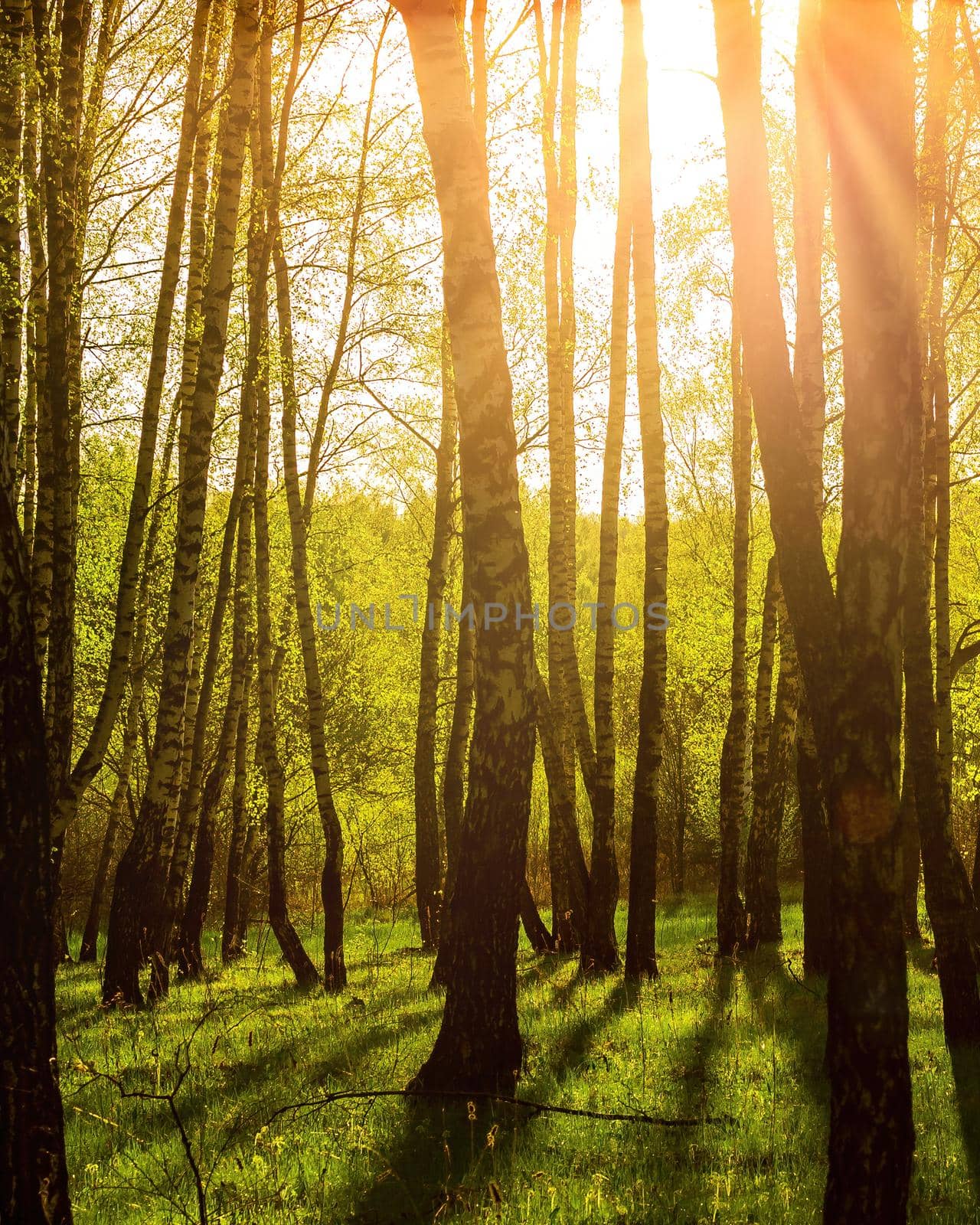 Sunrise or sunset in a spring birch grove with young green foliage and grass. Sun rays breaking through the birch trees.