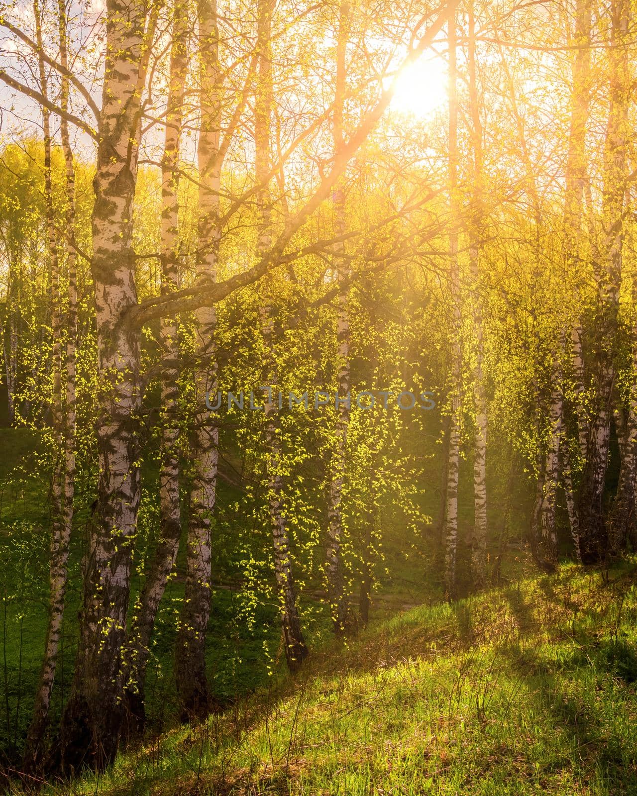 Sunrise or sunset in a spring birch grove with young green foliage and grass. Sun rays breaking through the birch trees.