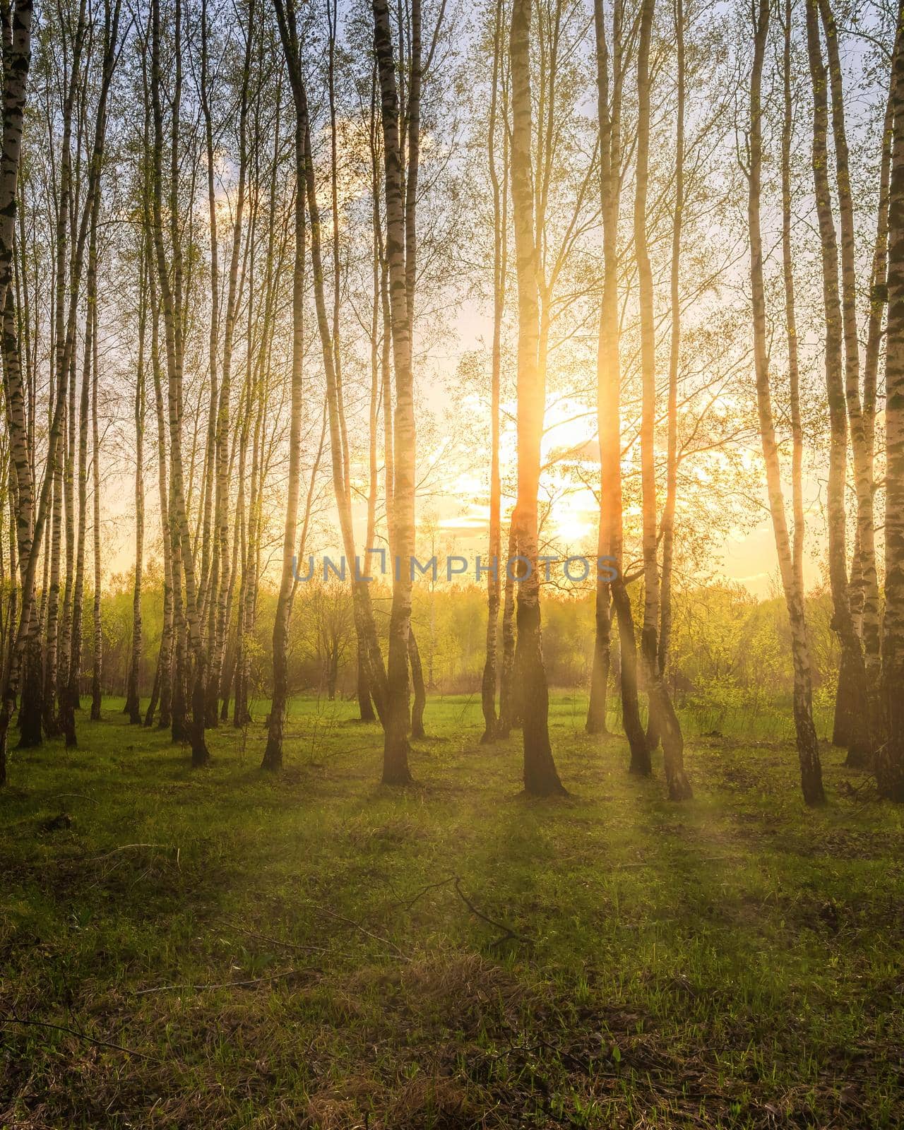 Sunrise or sunset in a spring birch grove with young green foliage and grass. Sun rays breaking through the birch trees.