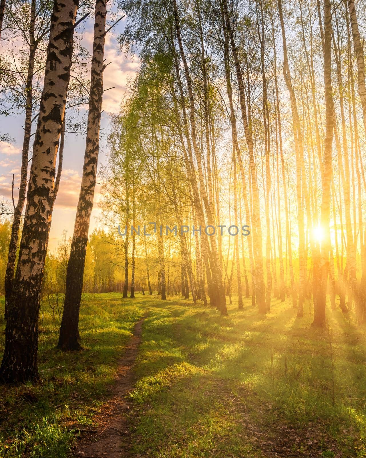 Sunrise or sunset in a spring birch grove with young green foliage and grass. Sun rays breaking through the birch trees.