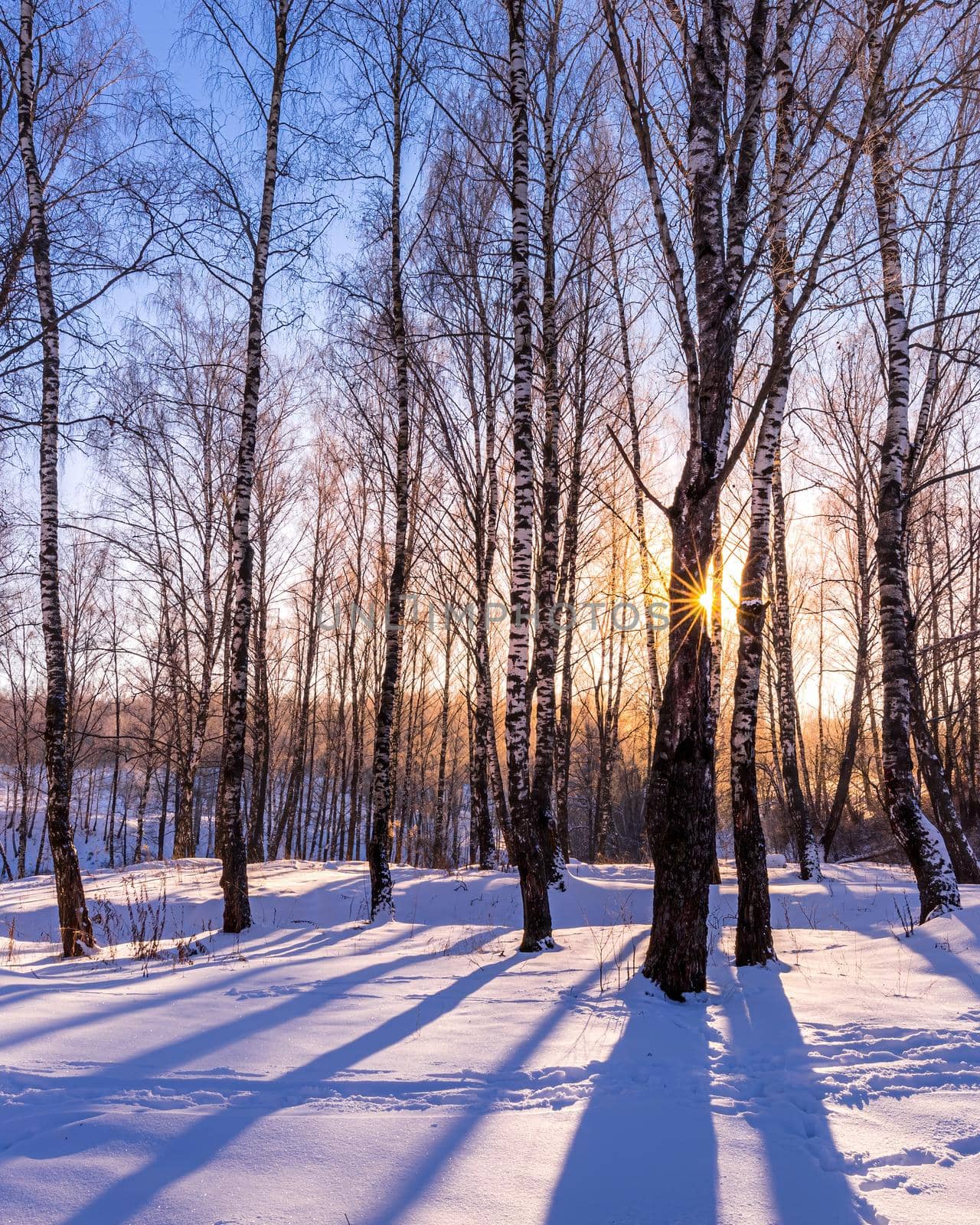 Sunset or sunrise in a birch grove with a winter snow on earth. Rows of birch trunks with the sun's rays passing through them.